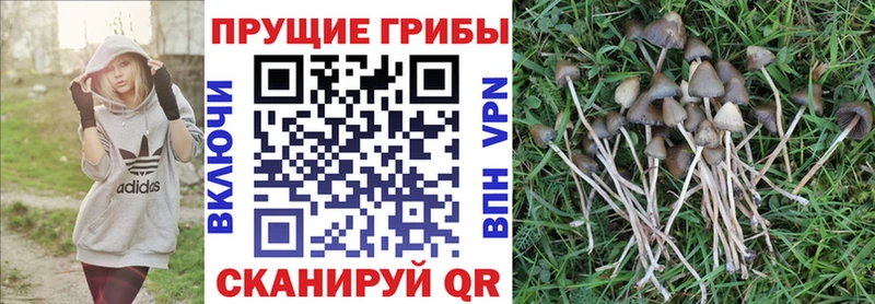 Галлюциногенные грибы GOLDEN TEACHER  Плавск 